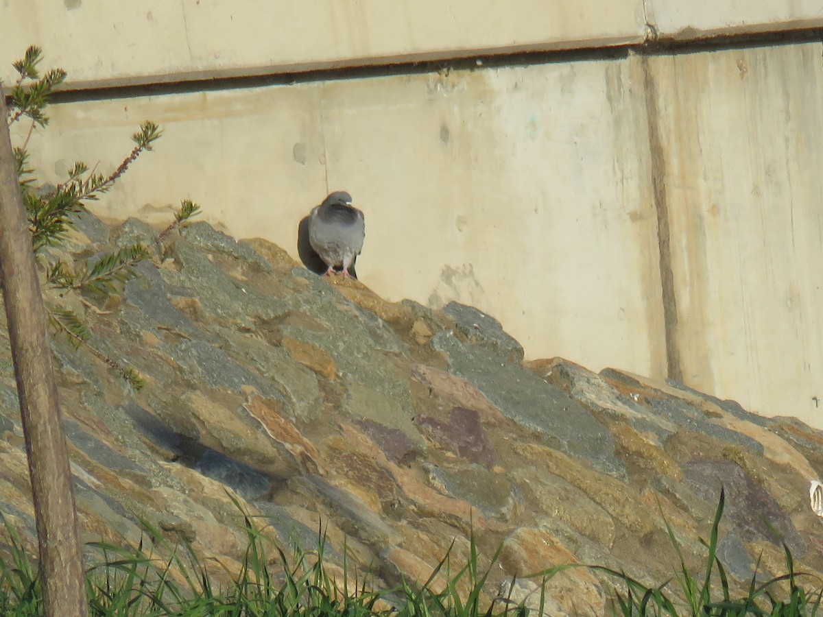 Rock Pigeon (Feral Pigeon) - ML608958356