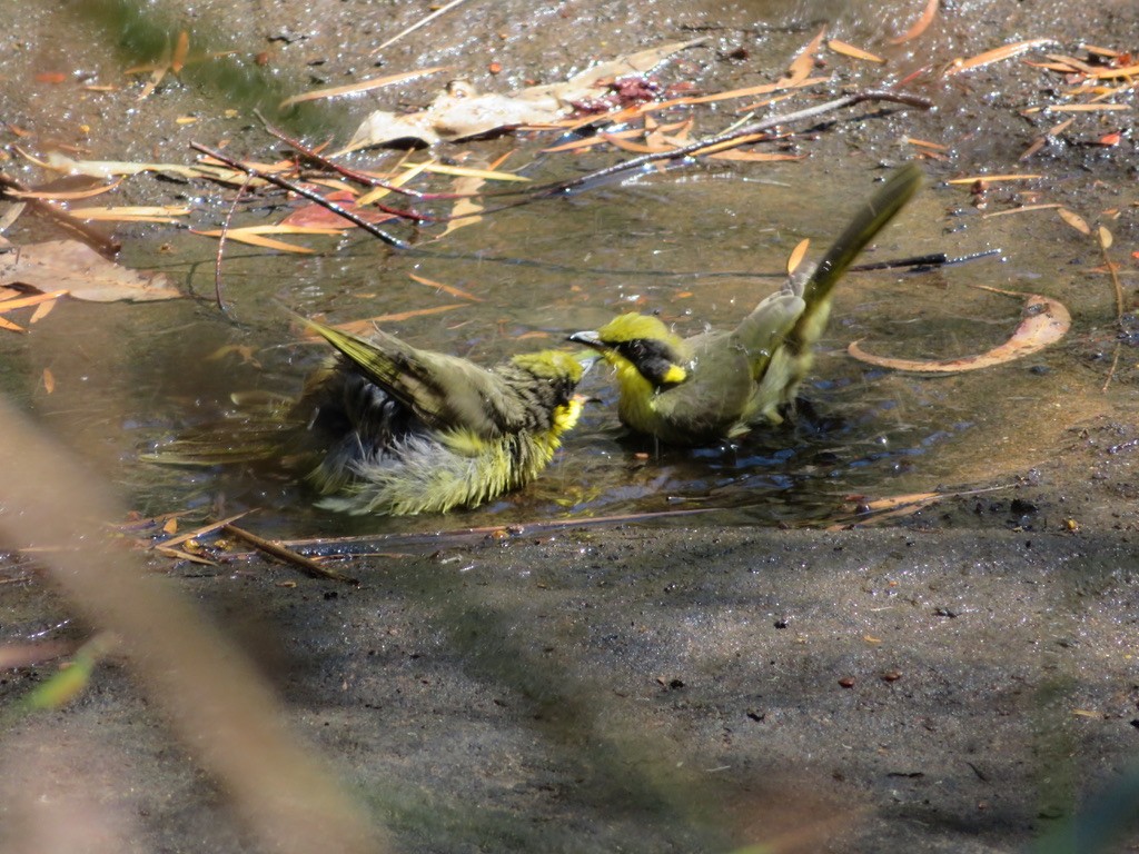 Yellow-tufted Honeyeater - ML608958360