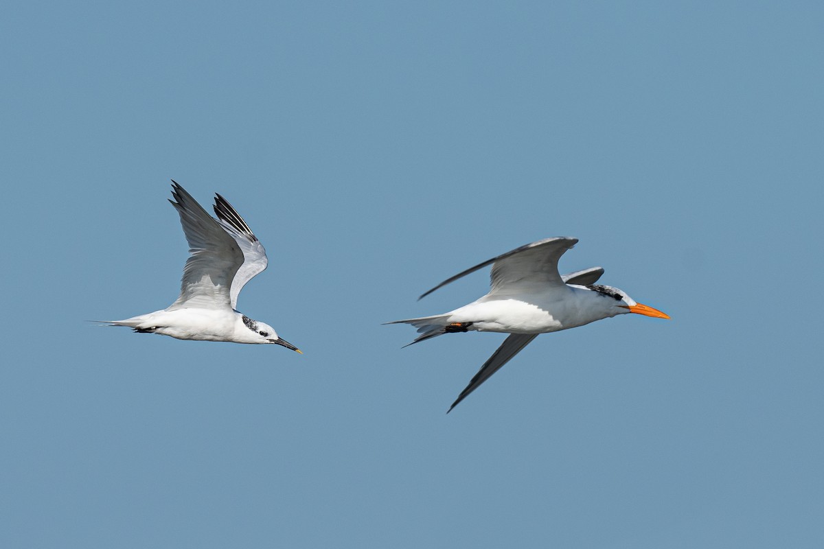 Sandwich Tern - Drew Miller