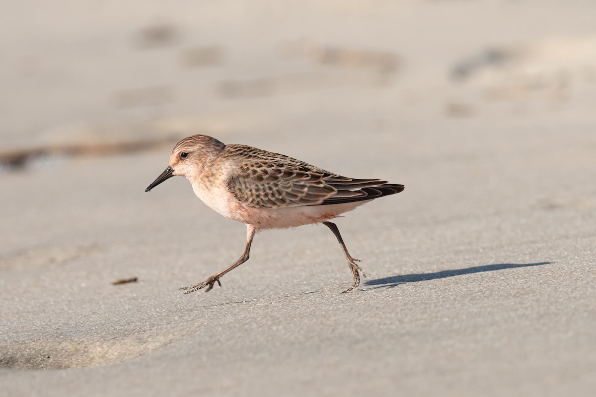 Semipalmated Sandpiper - Drew Miller