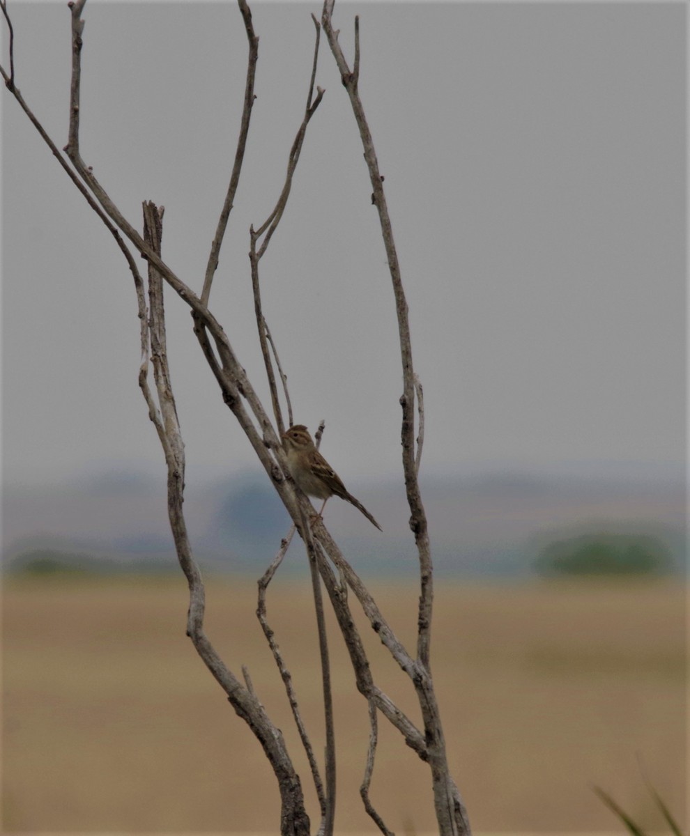 Clay-colored Sparrow - Jeff Ogden