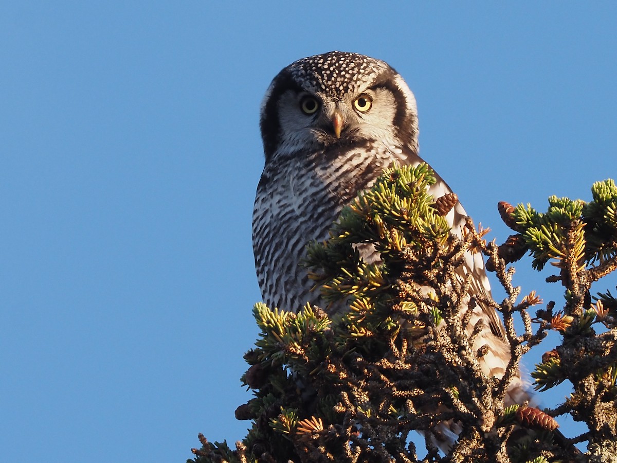 Northern Hawk Owl (American) - Darren Shirley