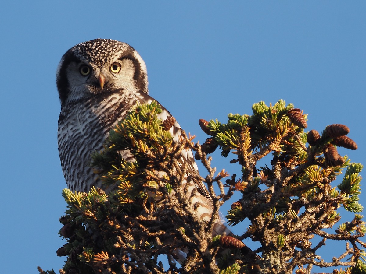 Northern Hawk Owl (American) - Darren Shirley