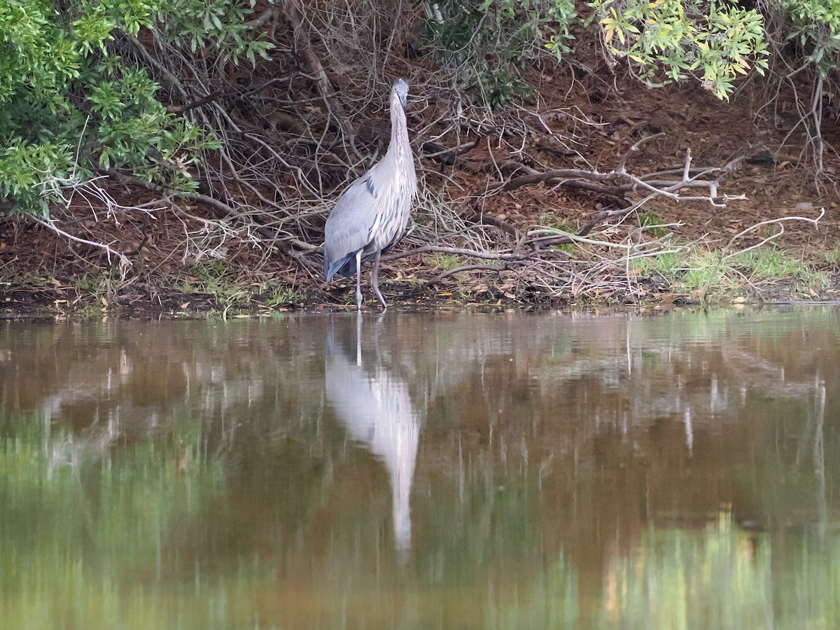 Great Blue Heron - ML608958517