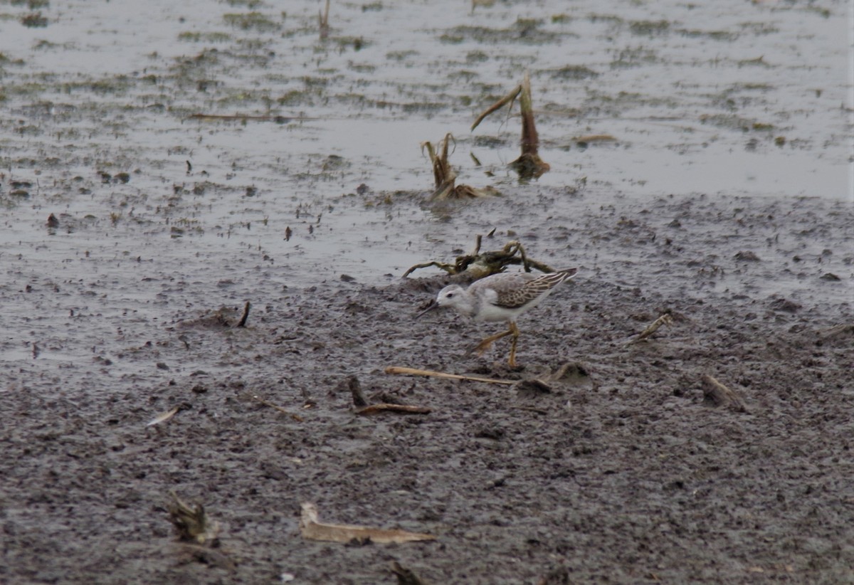 Wilson's Phalarope - Jeff Ogden