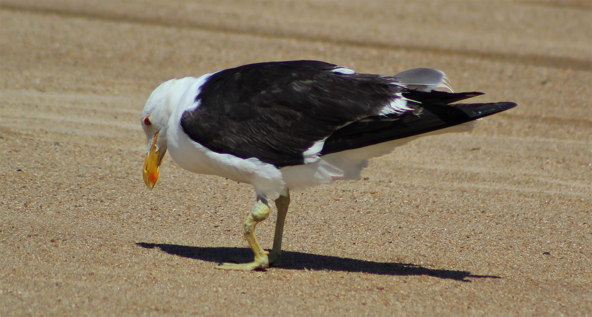 Kelp Gull - Pedro Behne