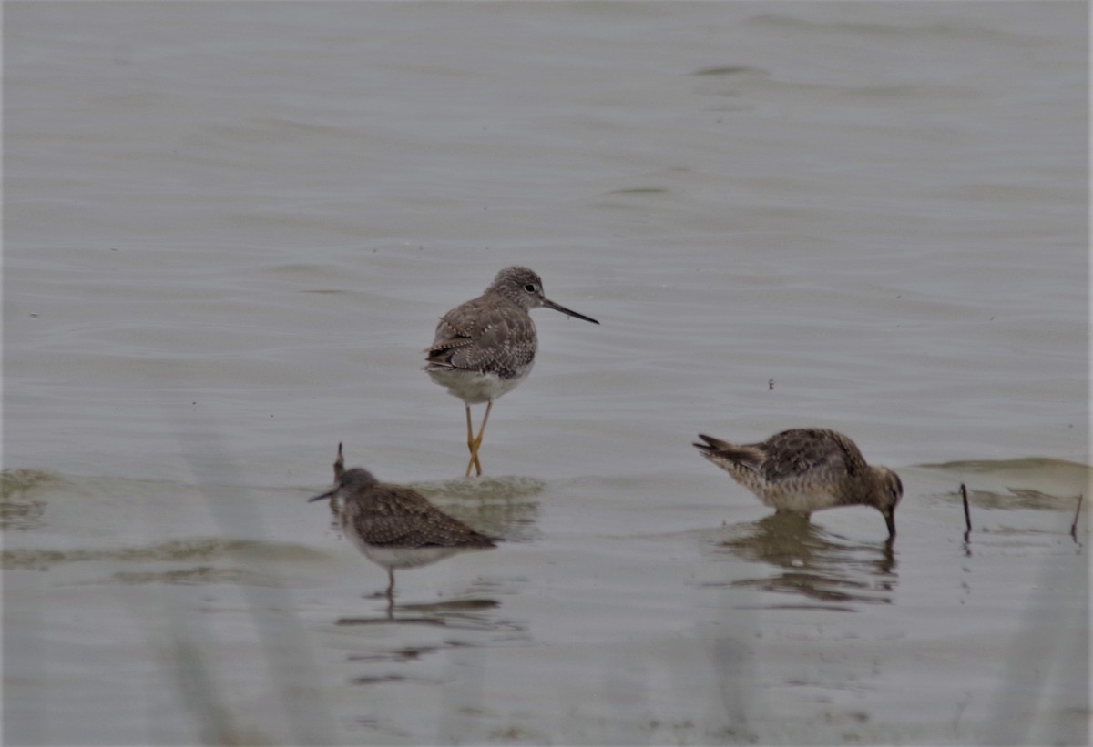 Greater Yellowlegs - Jeff Ogden