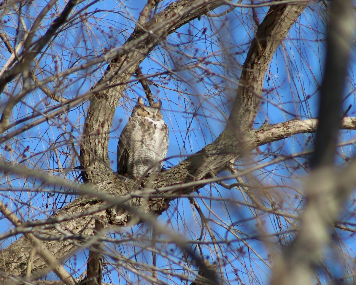 Great Horned Owl - ML608958565