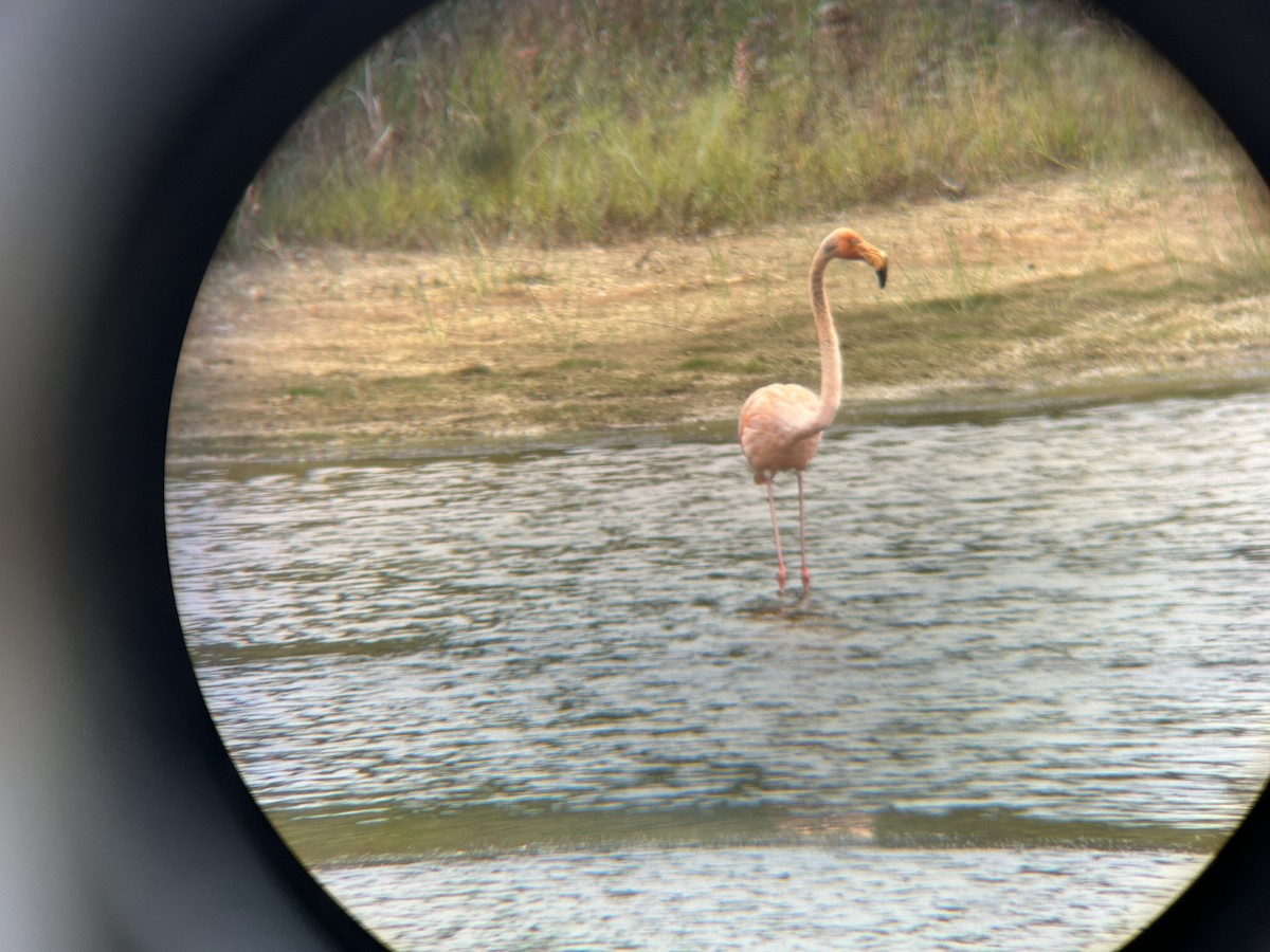 American Flamingo - ML608958722