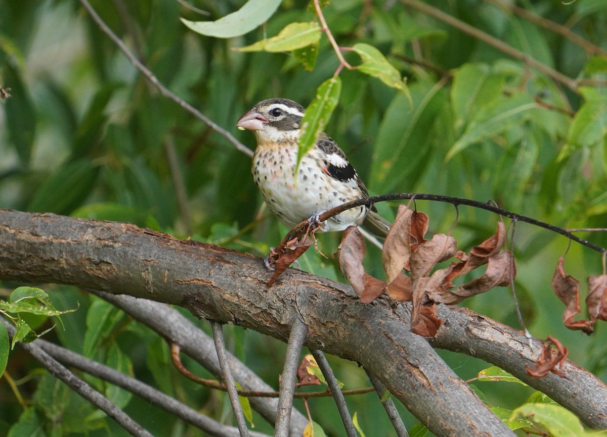 Rose-breasted Grosbeak - ML608958725