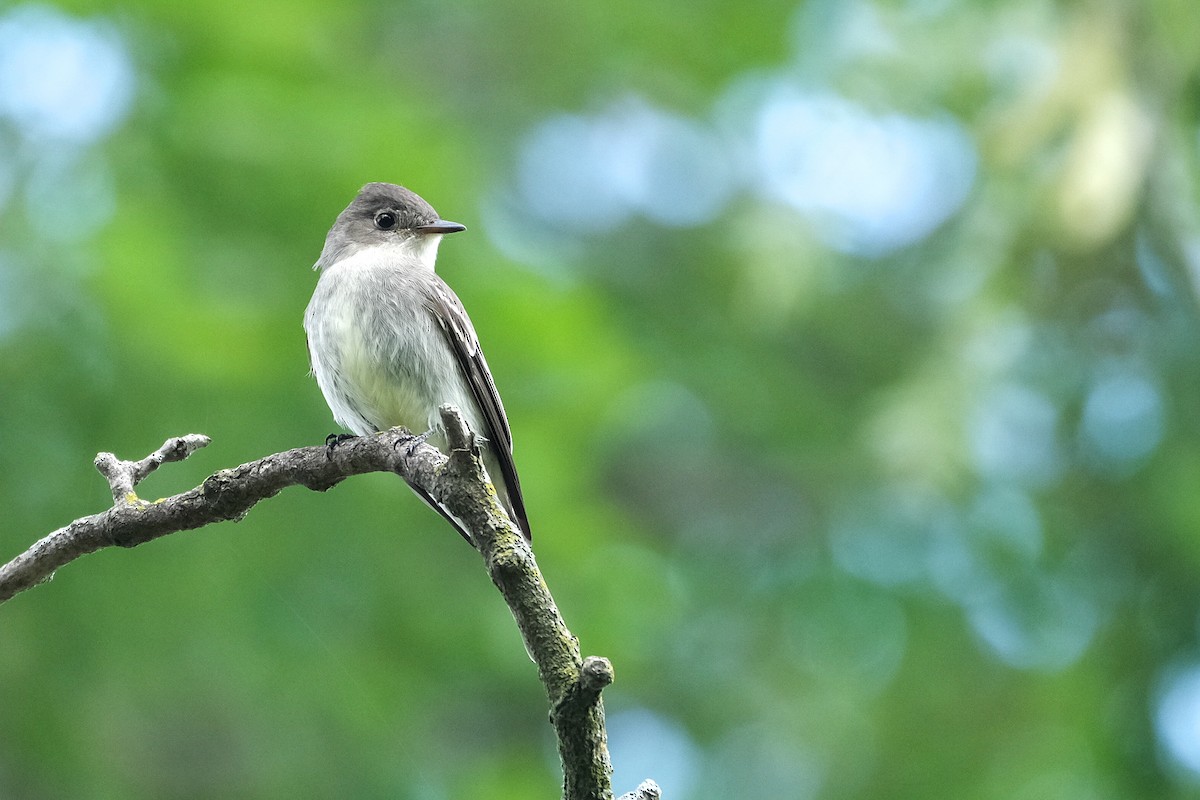 Eastern Wood-Pewee - ML608958731