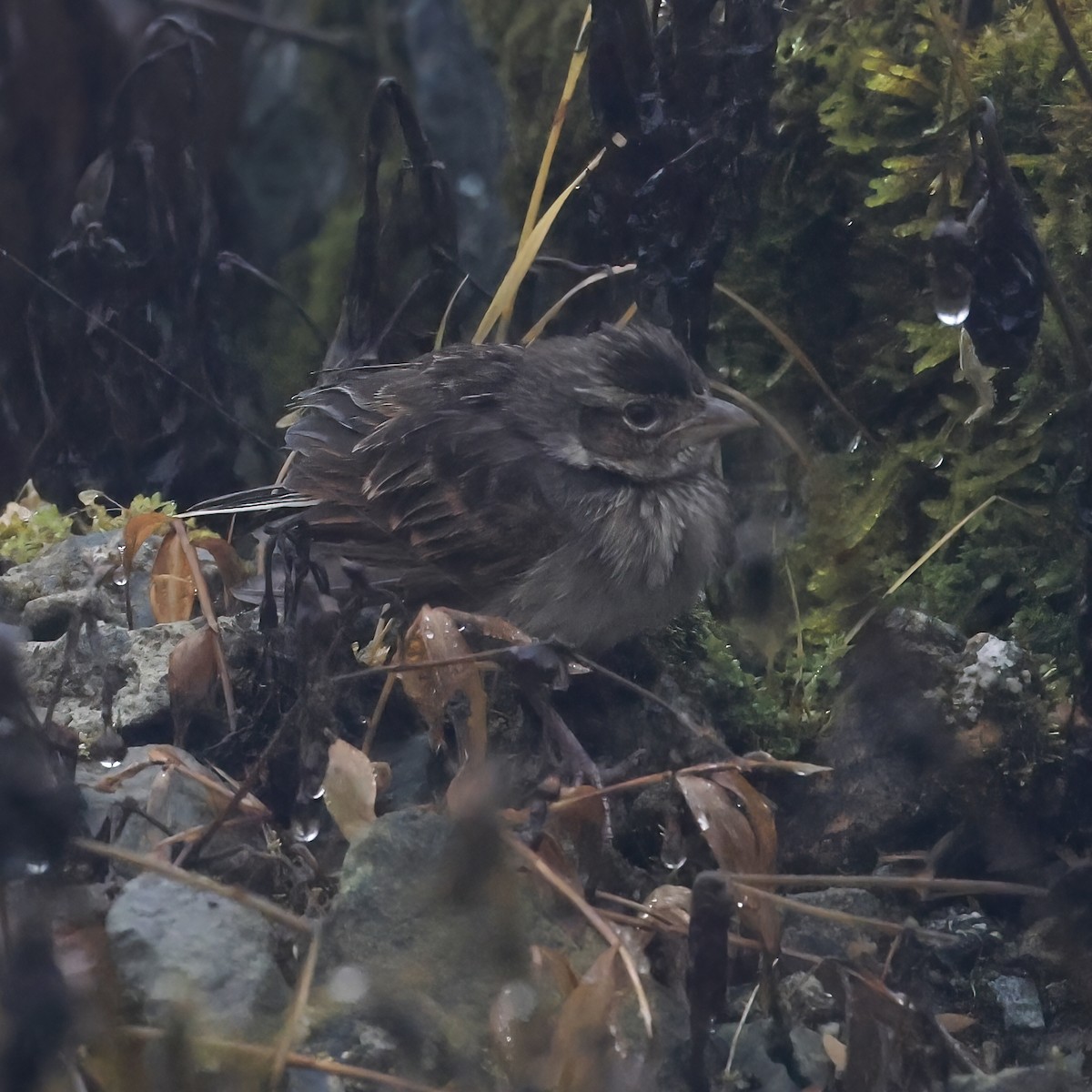 Singing Bushlark (Australasian) - ML608958743