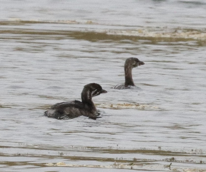 Pied-billed Grebe - ML608958759