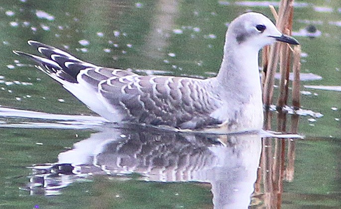 Sabine's Gull - Chet McGaugh