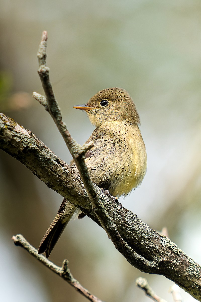 Yellow-bellied Flycatcher - ML608958910