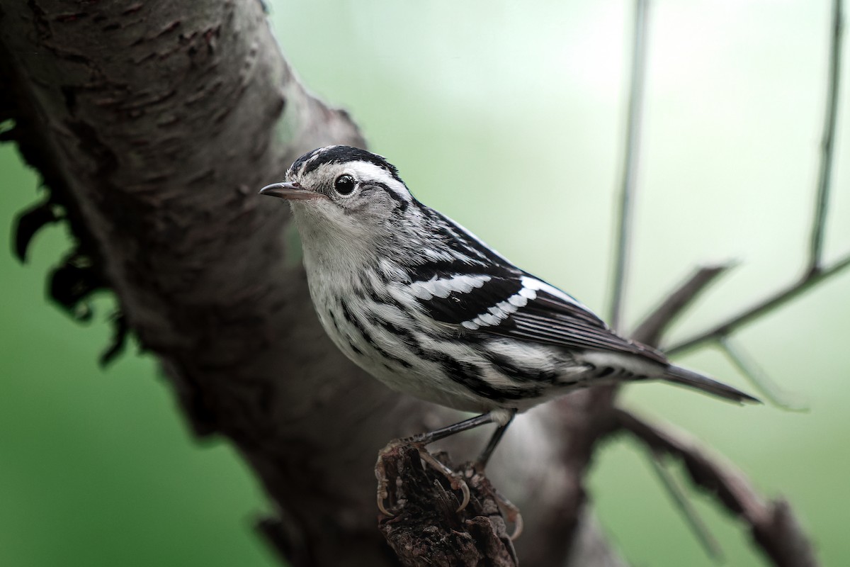 Black-and-white Warbler - ML608958928