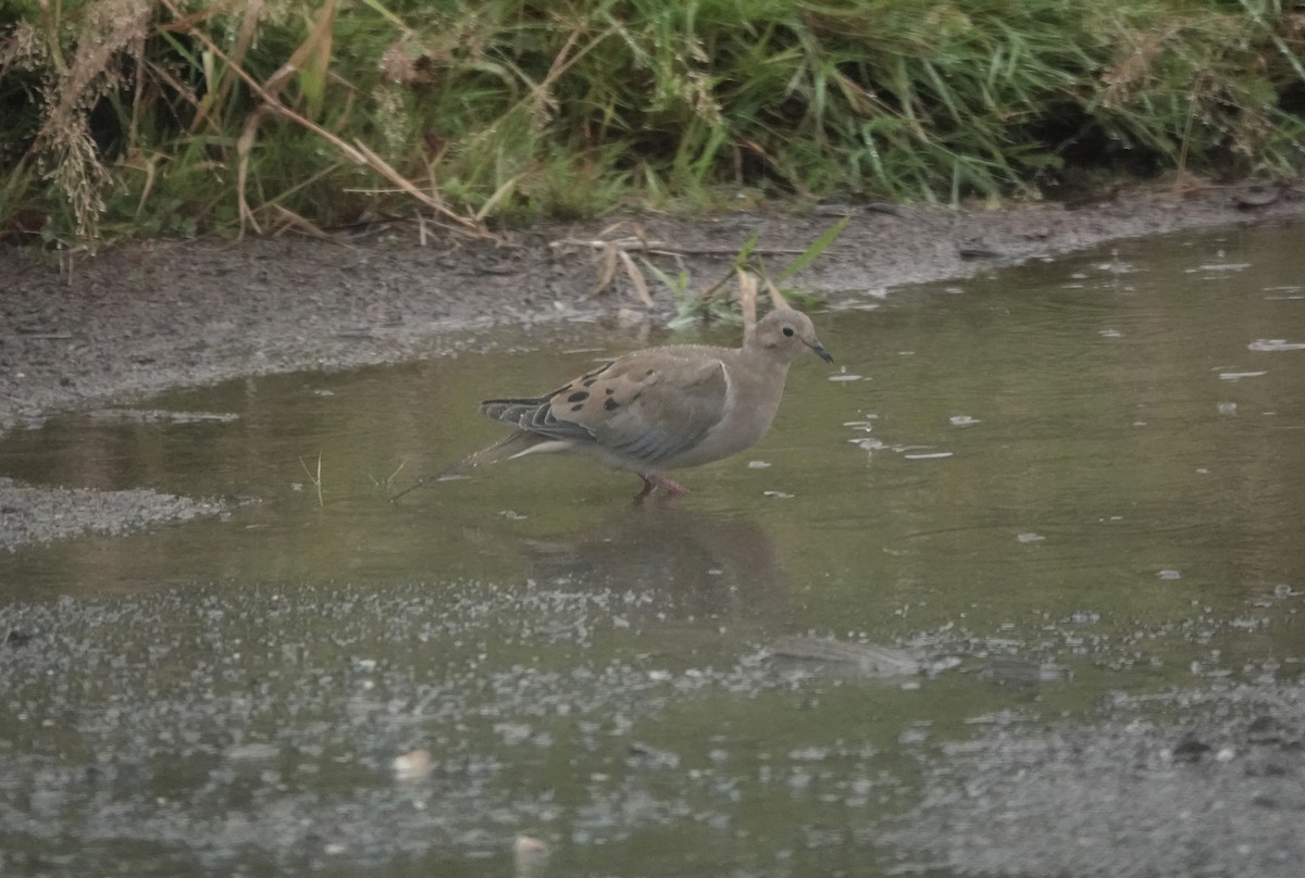 Mourning Dove - Ben Limle