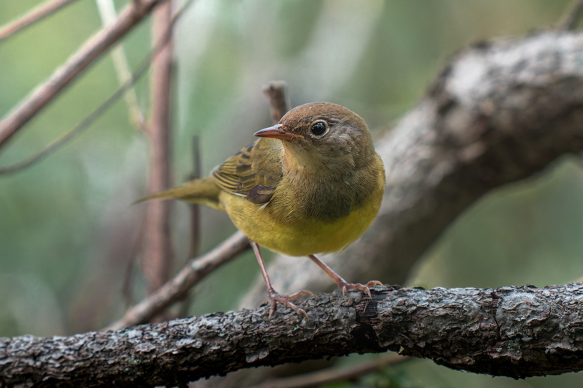 Connecticut Warbler - Ryan Ford