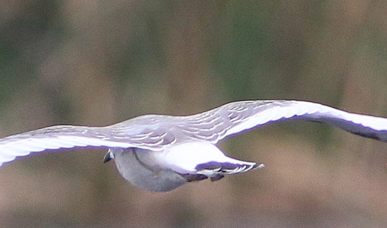 Sabine's Gull - ML608958936