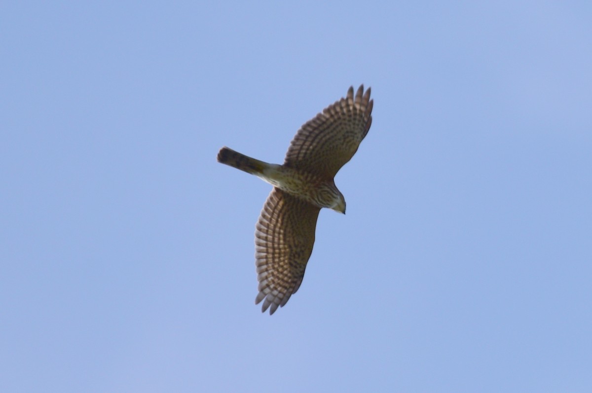 Japanese Sparrowhawk - Zhihai Liu