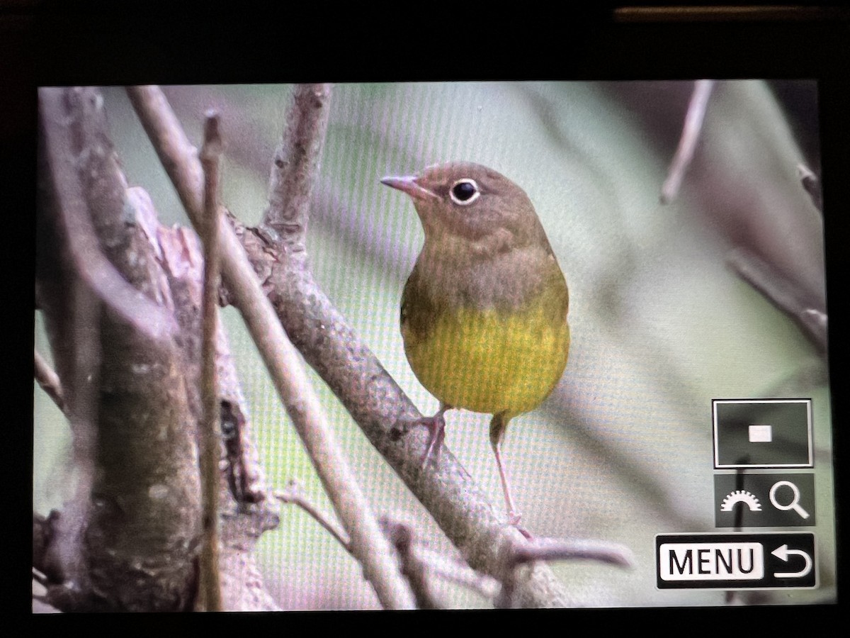 Connecticut Warbler - Jeff Ellerbusch