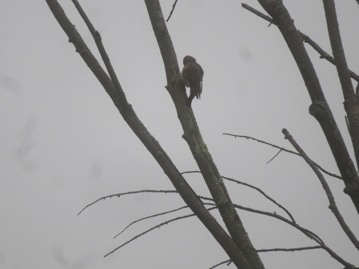 Northern Flicker - William Kuk