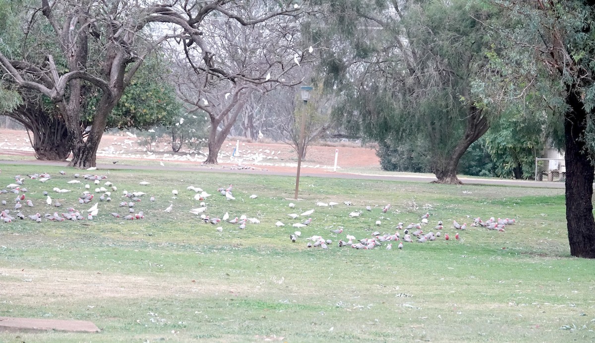 Cacatoès corella - ML608959285