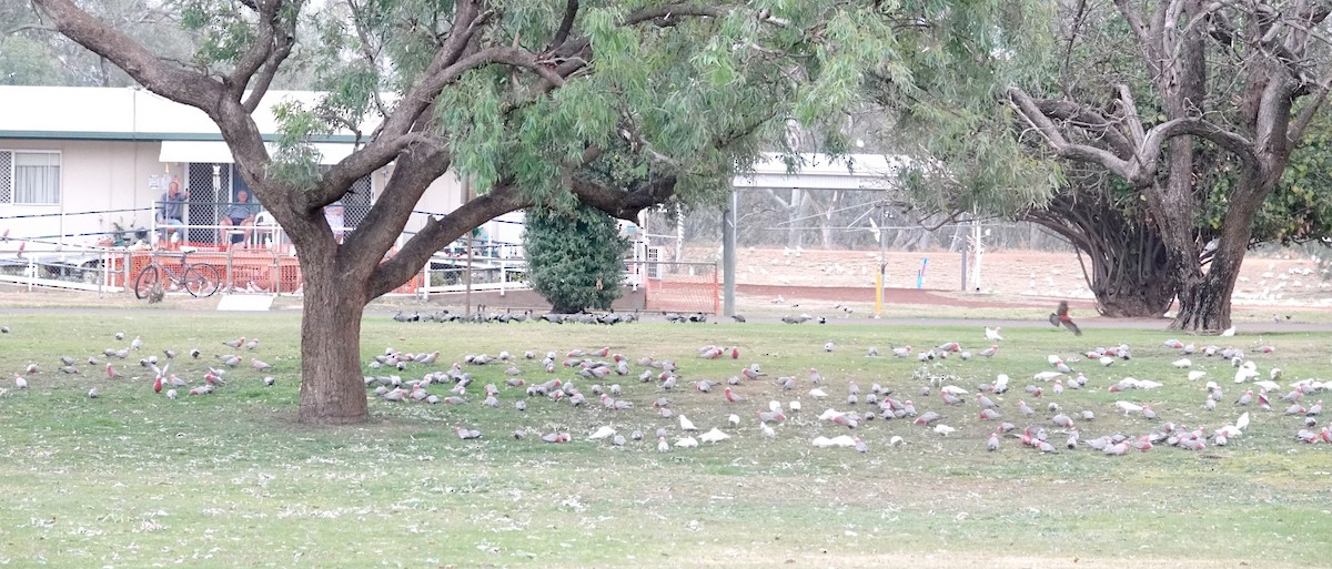 Cacatoès corella - ML608959286