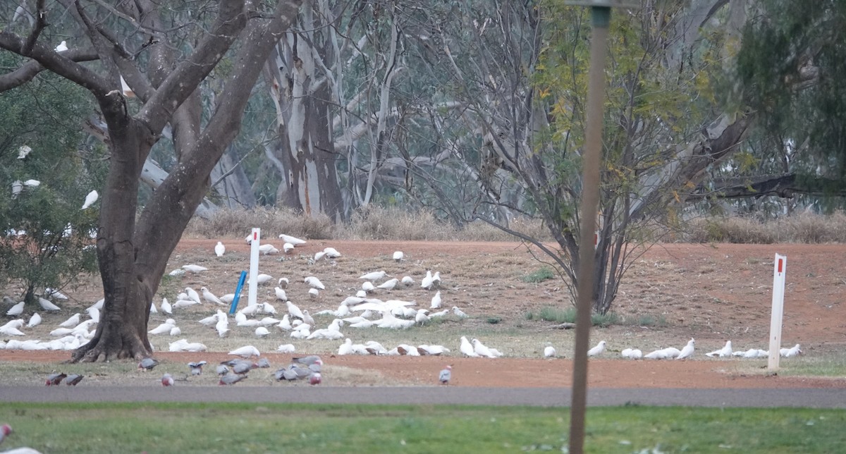 Cacatoès corella - ML608959287