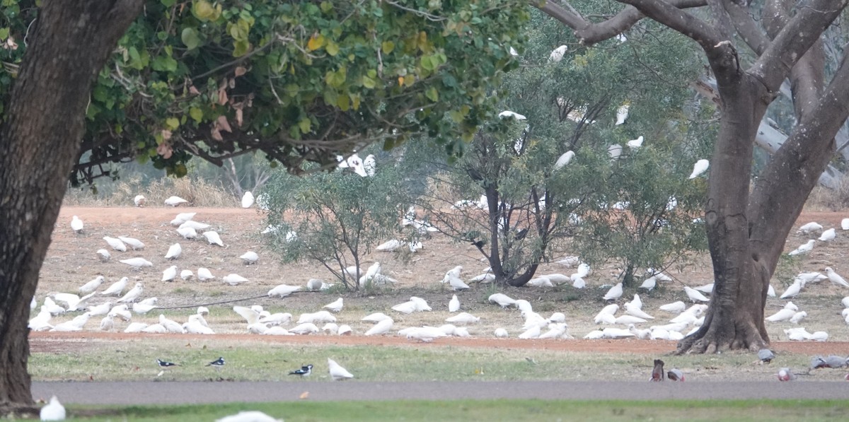 Cacatoès corella - ML608959288