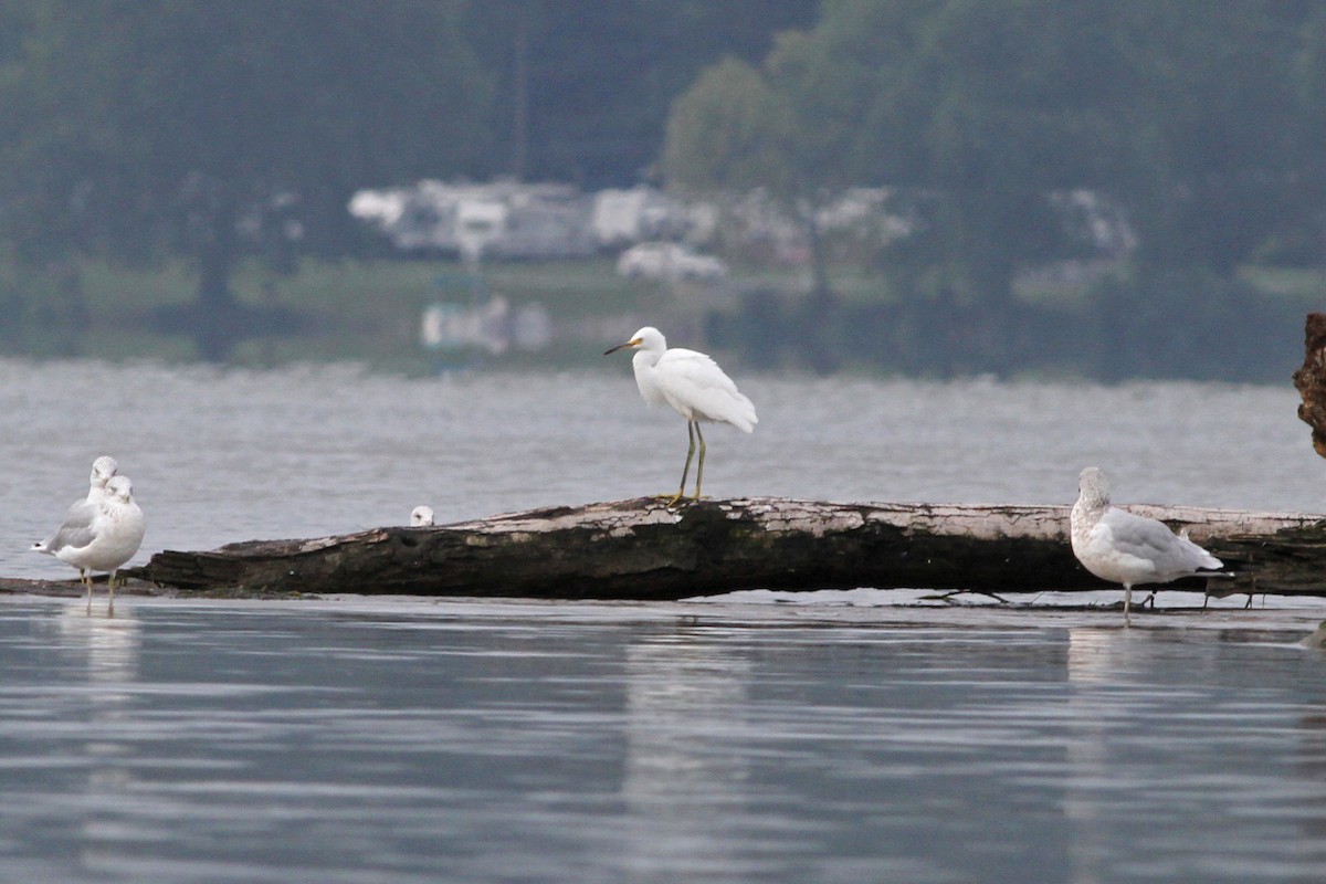 Snowy Egret - M Lombard