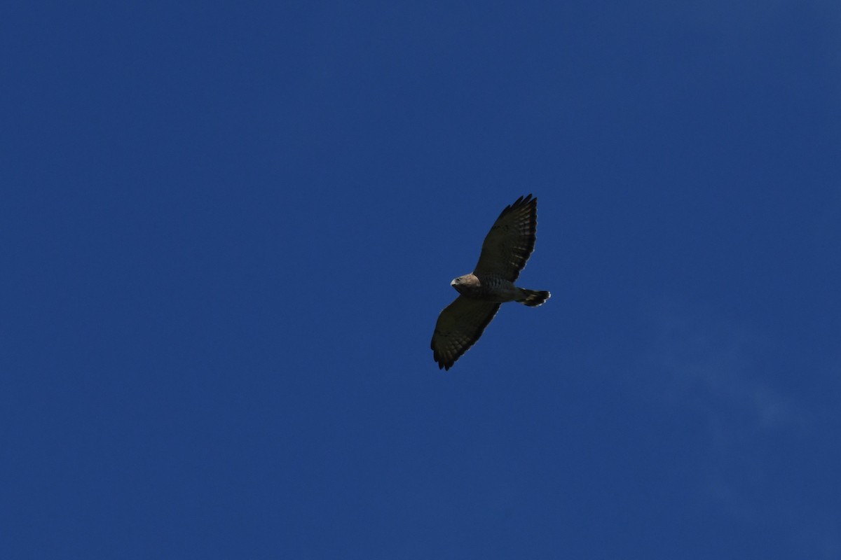 Broad-winged Hawk - ML608959505