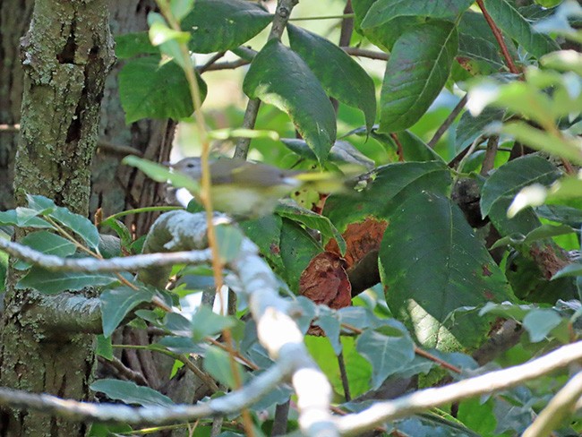 American Redstart - ML608959514