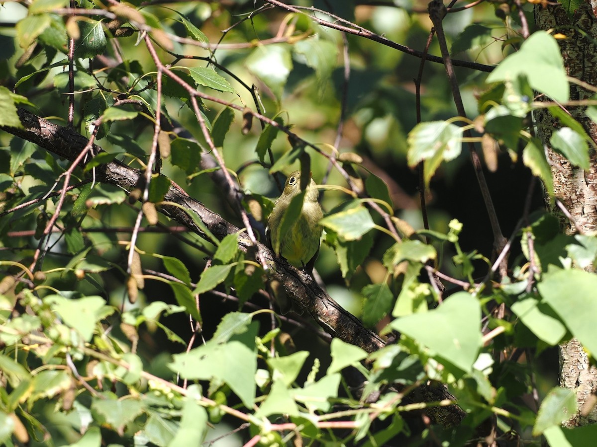 Yellow-bellied Flycatcher - ML608959517