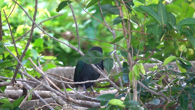 Nicobar Pigeon - ML608959521