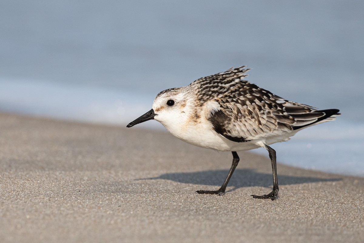 Sanderling - Drew Miller