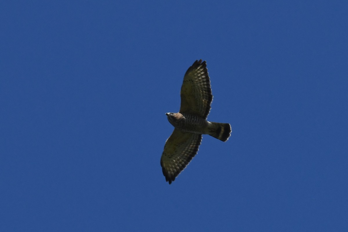 Broad-winged Hawk - ML608959570