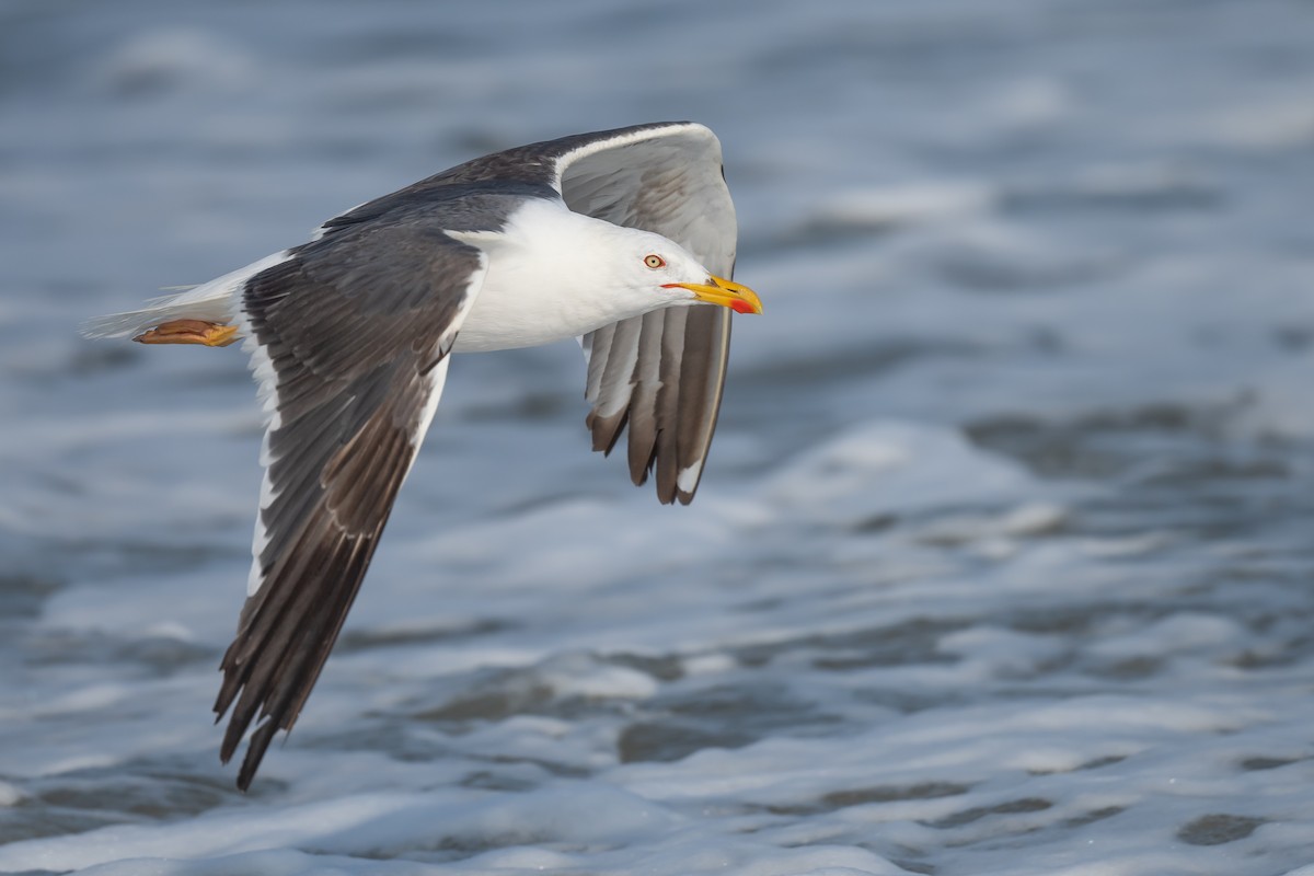 Lesser Black-backed Gull - ML608959578