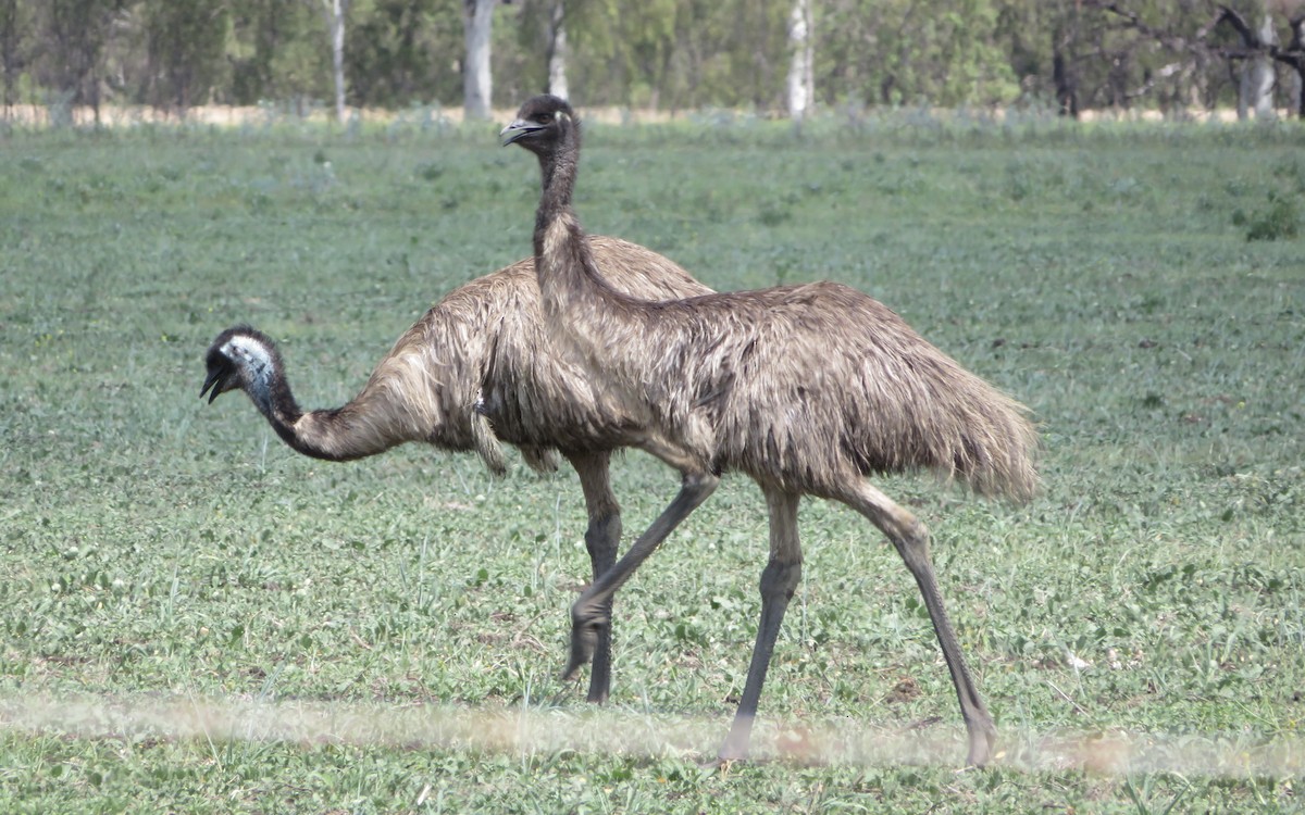 Emu - ML608959598