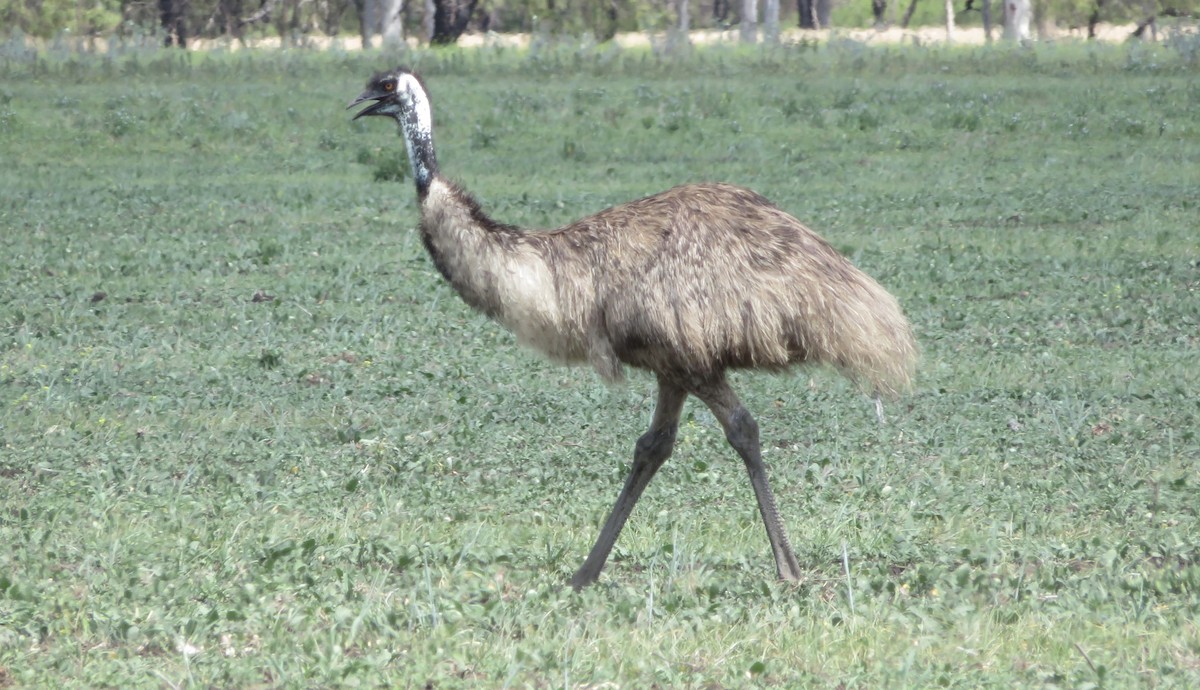 Emu - ML608959603