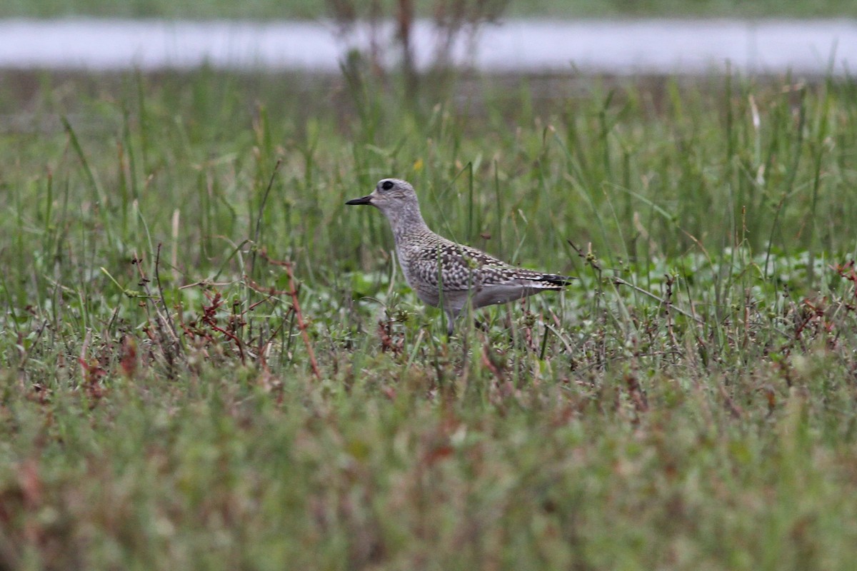 Black-bellied Plover - ML608959664