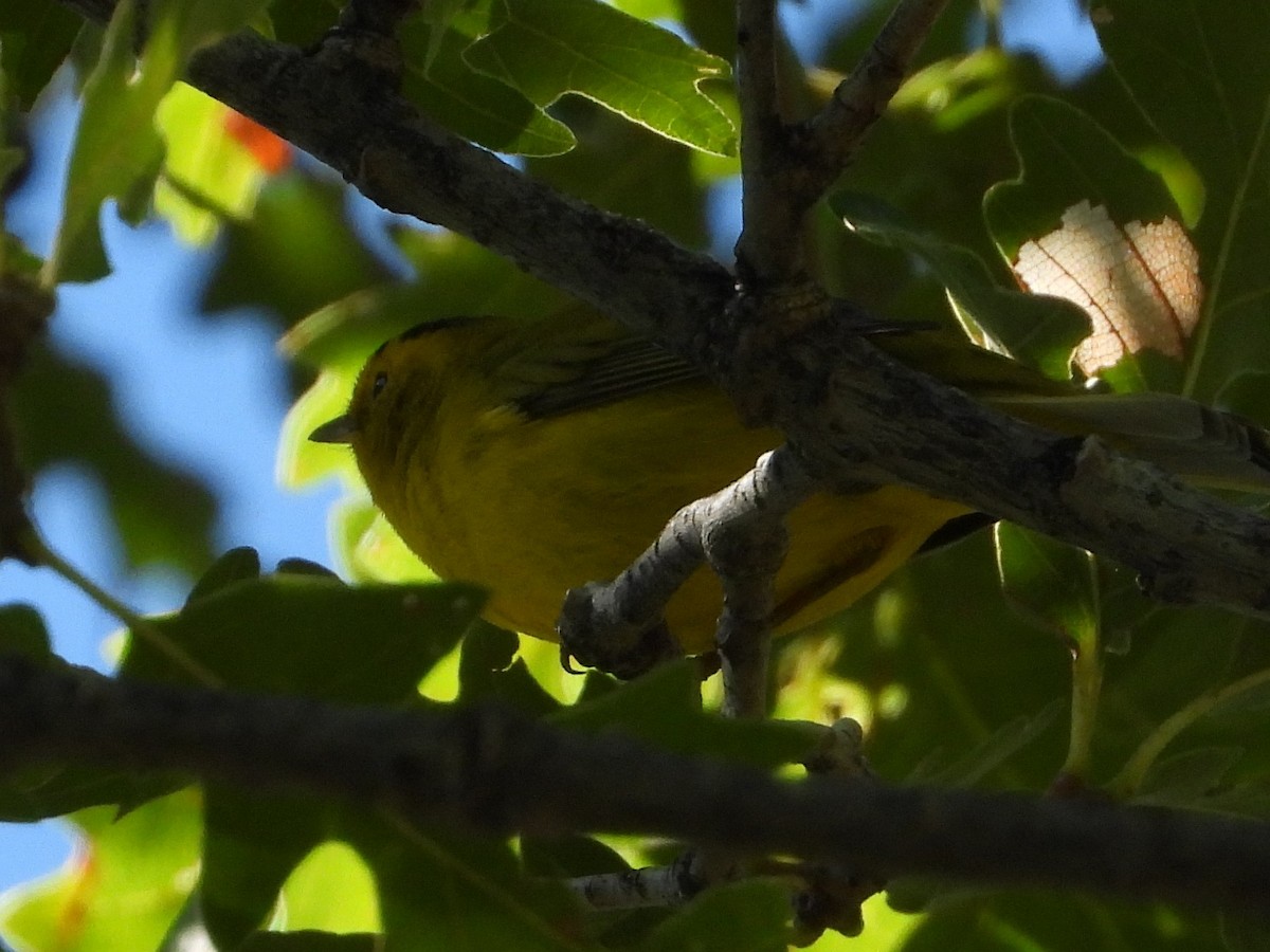 Wilson's Warbler - ML608959665