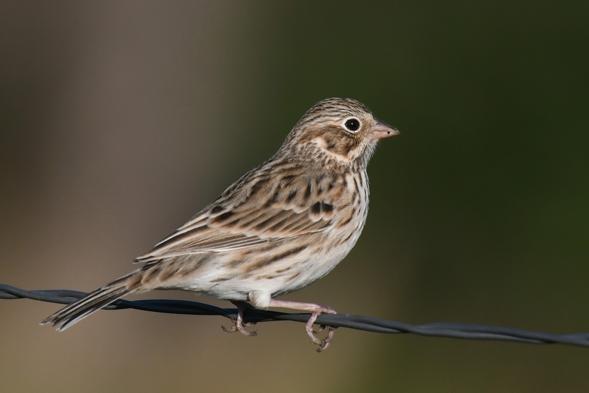 Vesper Sparrow - Debra Pirrello