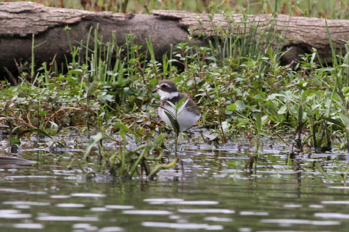 Semipalmated Plover - ML608959702