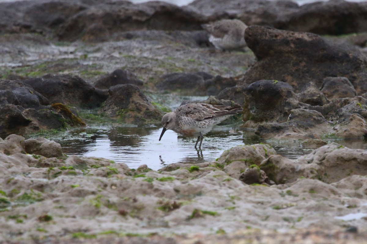 Red Knot - Nahuel Melisa Aguirre Gago