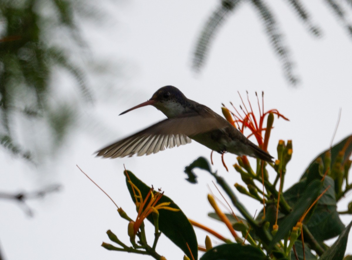 Violet-crowned Hummingbird - ML608959758
