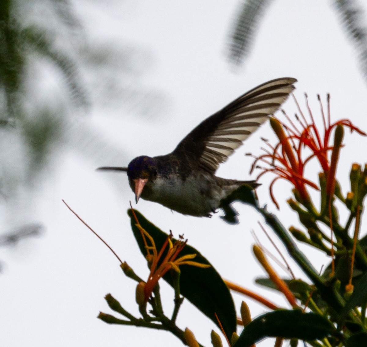 Violet-crowned Hummingbird - ML608959805