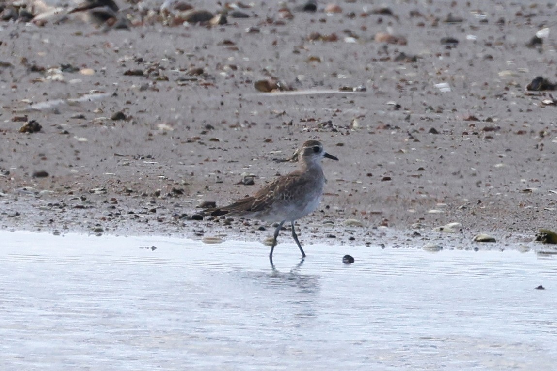 American Golden-Plover - ML608959806