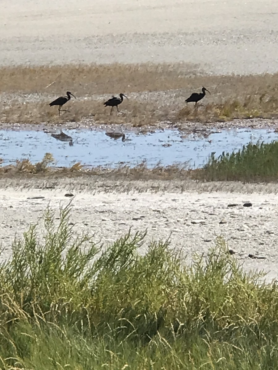 White-faced Ibis - J Baker