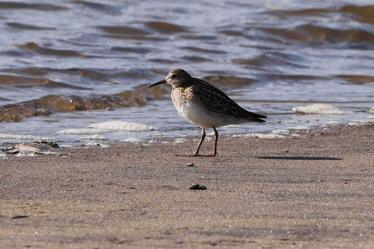 Pectoral Sandpiper - ML608959922